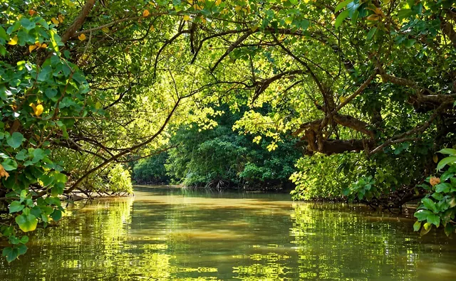 Calm mangrove canal on the Poovar backwaters