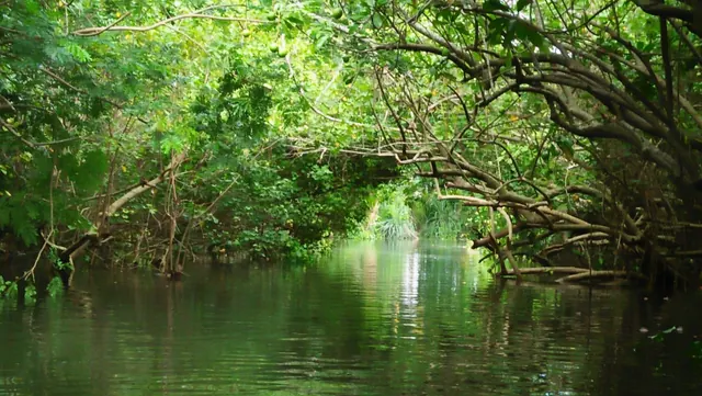 Poovar Boating Cruise – guests and backwater views