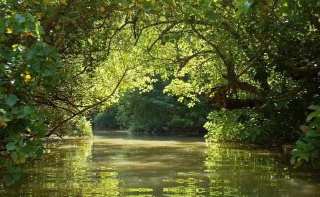 Poovar Boating Cruise – guests and backwater views